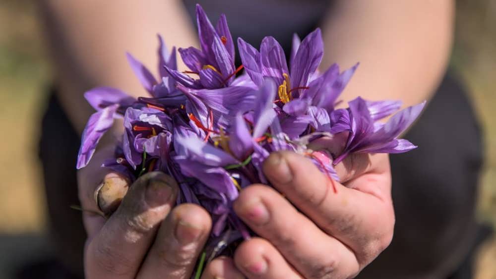 گل های زعفران در دستان برداشت کننده زعفران