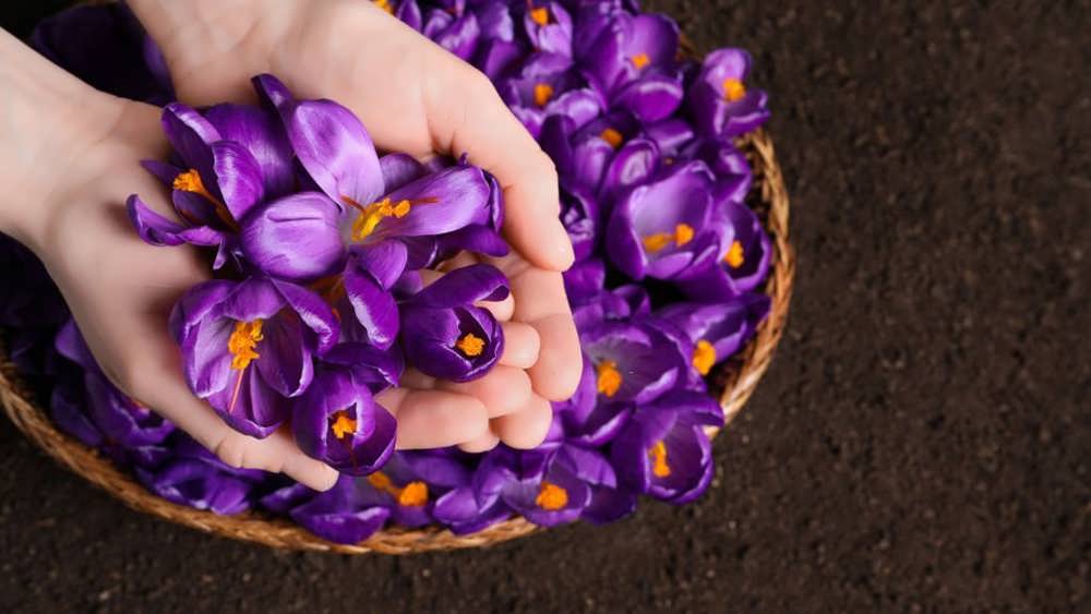 خانمی گل های زیبای زعفران را در دست نگه داشته است
