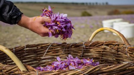 بهترین کشورها برای صادرات زعفران کدامند؟