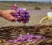 بهترین کشورها برای صادرات زعفران کدامند؟
